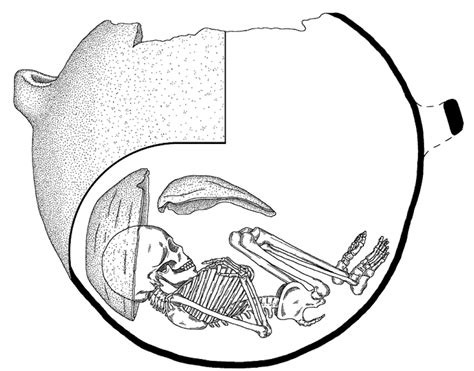 Dibujo reconstructivo en corte de una olla funeraria con un infante en su interior
