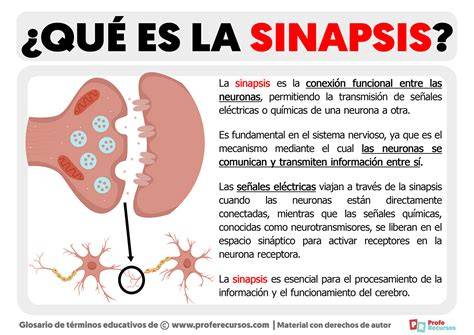 Infografía comparativa: sinapsis neuronal normal frente a una sinapsis afectada por la alteración de la proteína MAP2.