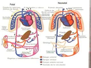 Ilustración comparativa de la circulación sanguínea fetal y neonatal, destacando los cambios en el flujo y la activación de los pulmones.