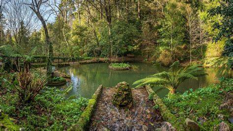 Vista panorámica del Bosque de Bussaco con sus árboles frondosos.