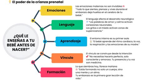 Infografía que muestra el desarrollo cerebral del bebé y su necesidad de contacto físico para la seguridad emocional.