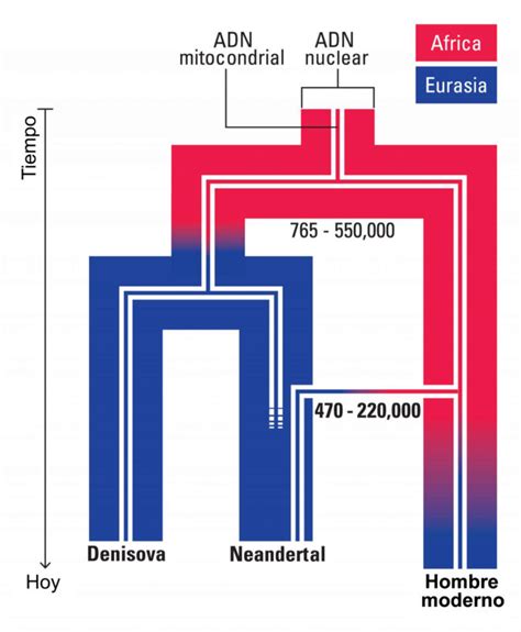 Diagrama que ilustra la distribución de introgresión neandertal en el genoma humano.