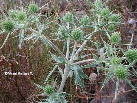 Ilustración botánica de Eryngium campestre mostrando sus características principales