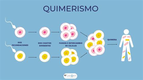 Esquema de la creación de una quimera interespecie en laboratorio