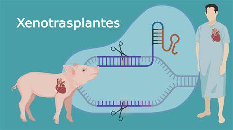 Esquema simplificado de un xenotrasplante de órgano de cerdo a humano