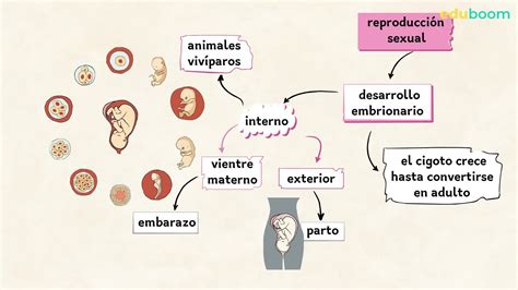 Esquema comparativo entre las funciones de reproducción en streaming de Blinkbox Music y otros servicios musicales