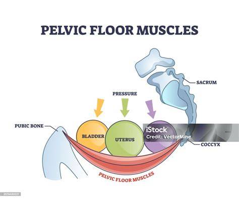 Esquema anatómico detallado del suelo pélvico femenino y las estructuras musculares afectadas durante el parto.