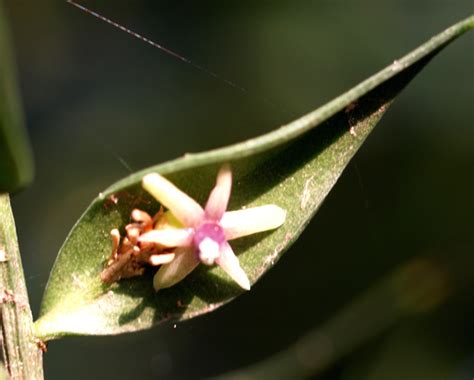 Detalle macro de un filocladio con flores y bayas de Ruscus
