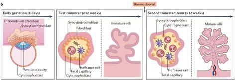 Esquema de la interfaz materno-fetal: interacción entre las células NK, el trofoblasto y el equilibrio de citoquinas proinflamatorias versus antiinflamatorias.