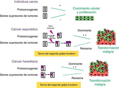 Esquema sobre la predisposición genética al cáncer y los criterios para la intervención quirúrgica profiláctica