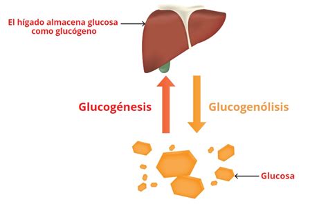 Esquema metabólico: flujo de glucosa, glucogenólisis y síntesis de cuerpos cetónicos en el hígado.