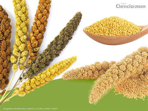 Variedad de alimentos para diamantes mandarines: semillas, mijo en rama, frutas y verduras.