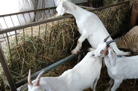 Pesebre para cabras con barras espaciadas para un acceso seguro al heno