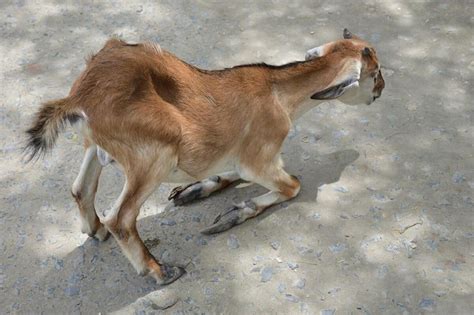 Pezuña de cabra siendo podada