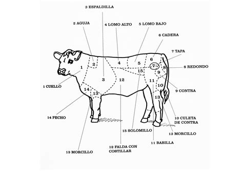Diagrama del despiece de la ternera, mostrando la ubicación de los cortes principales como lomo alto, lomo bajo y solomillo.