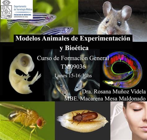 Ilustración de diferentes modelos animales utilizados en investigación biomédica
