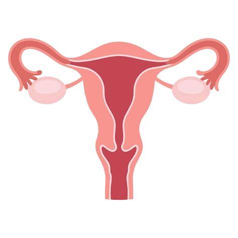 Ilustración anatómica del sistema reproductor femenino.
