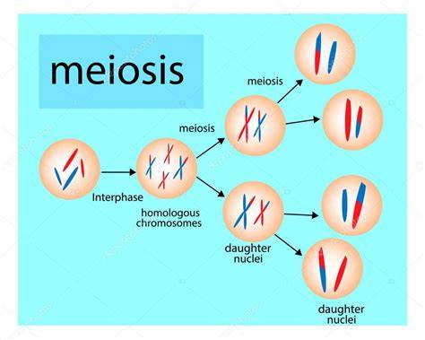 Ilustración del proceso de meiosis y mitosis con énfasis en la segregación cromosómica.