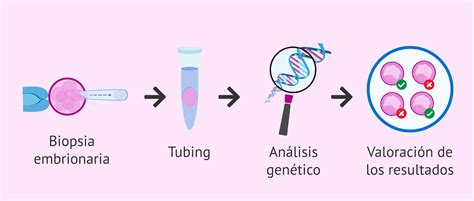 Diagrama del proceso de biopsia embrionaria y análisis genético.