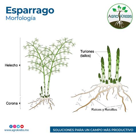 Esquema de la estructura radicular del espárrago: diferenciación entre raíces de almacenamiento y raicillas absorbentes.