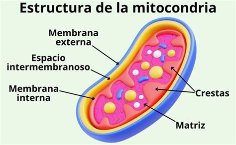 Esquema de las mitocondrias en una célula