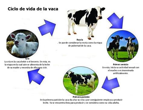 Ilustración esquemática del ciclo reproductivo de una vaca, destacando el periodo posparto.