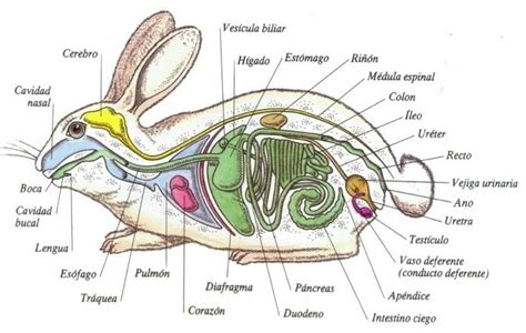Ilustración esquemática del aparato reproductor de un conejo.