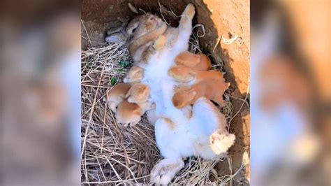 Fotografía de una madre coneja amamantando a sus gazapos.
