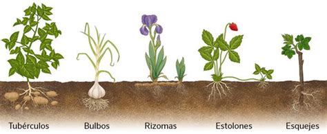 Infografía detallando los diferentes tipos de propágulos en plantas inferiores, como rizomas, bulbos y tubérculos.