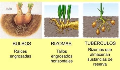 Ilustración comparativa de rizomas, tubérculos, bulbos y estolones, destacando sus diferencias morfológicas y de crecimiento.