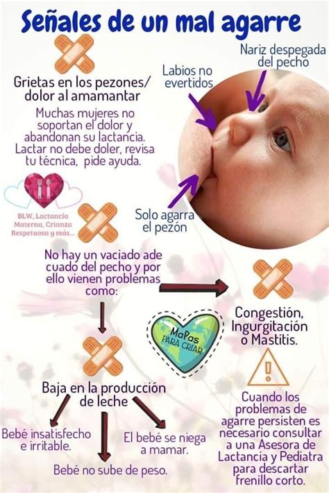 Infografía: Anatomía de un agarre correcto mostrando la boca del bebé cubriendo gran parte de la areola con los labios evertidos.