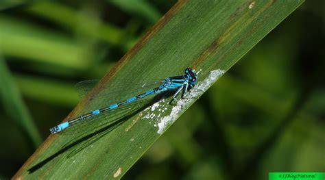 Ilustración mostrando el dimorfismo sexual del Coenagrion mercuriale (macho azul-negro, hembra verdosa con abdomen negro dorsal)