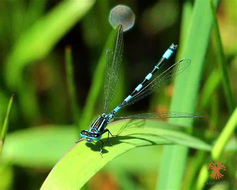 Fotografía de un hábitat típico del Coenagrion mercuriale: pequeño arroyo soleado con vegetación ribereña