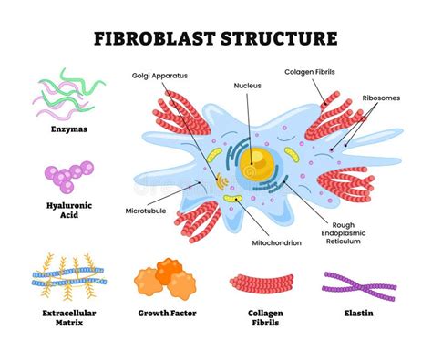 Diagrama mostrando la distribución de las poblaciones de fibroblastos en las diferentes capas de la piel.