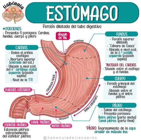 Infografía que muestra la anatomía del esófago y estómago de un bebé, destacando el esfínter esofágico inferior y el flujo de contenido gástrico durante la regurgitación.