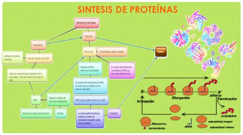 Esquema explicativo sobre cómo la Vitamina E y las proteínas penetran en la cutícula capilar para revitalizar el folículo.