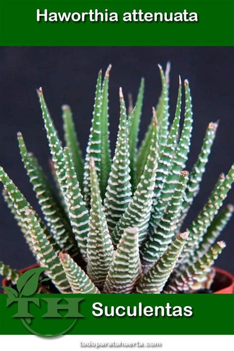 Esquema de cómo cortar una hoja de Haworthia para reproducción
