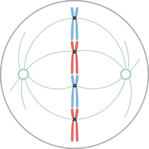 Esquema de la metafase con la placa ecuatorial y los cromosomas alineados.