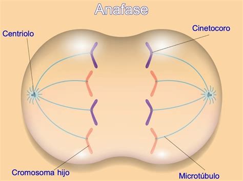 Representación de la anafase con las cromátidas migrando hacia los polos.
