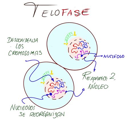 Ilustración de la telofase y la reorganización de la envoltura nuclear.