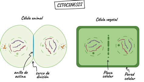 Secuencia de la citocinesis en una célula animal mostrando la formación del surco de escisión.