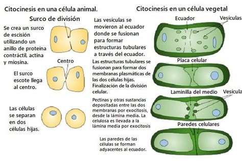 Comparación de la citocinesis en células animales y vegetales.