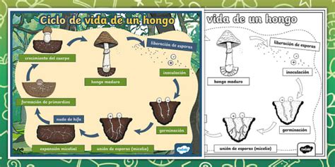 Diagrama del ciclo parasexual en hongos, mostrando la heterocariosis y la formación de núcleos recombinantes.