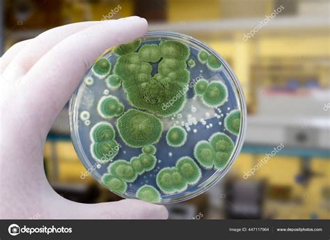 Foto de una placa de Petri con crecimiento de Penicillium chrysogenum, indicando su importancia en la producción de penicilina.