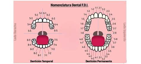 Diagrama de los principales sistemas de numeración dental: FDI, Universal y Palmer