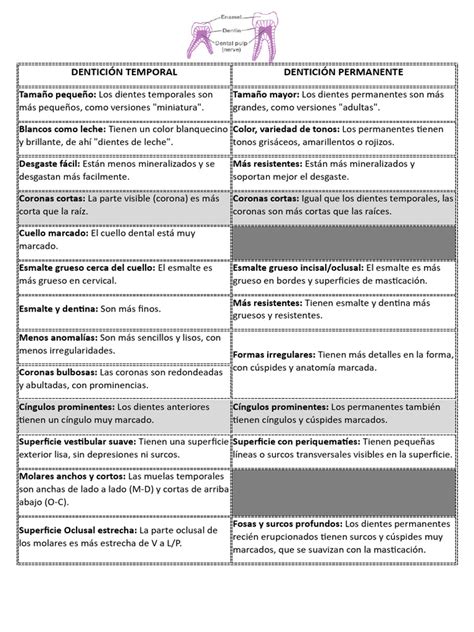 Esquema comparativo detallado de denticiones permanente y decidua
