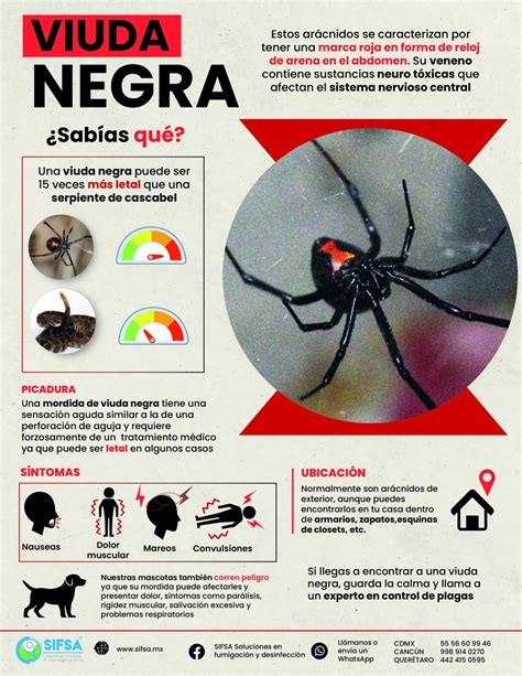 Infografía comparativa de la potencia del veneno de la viuda negra con otras serpientes y arácnidos.