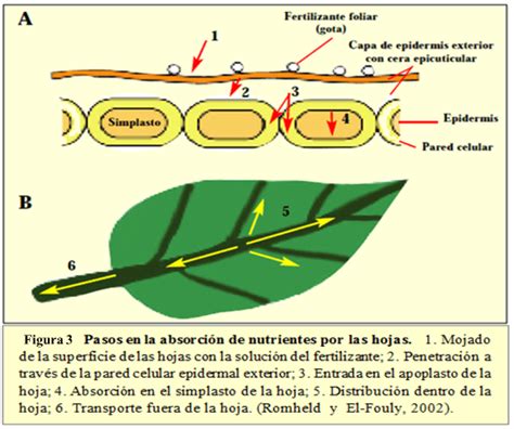Esquema: Absorción foliar de nutrientes en bromelias
