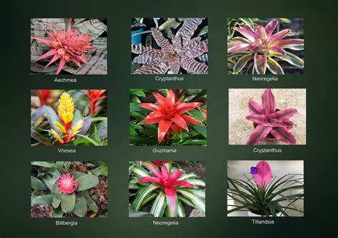 Foto: Variedad de bromelias y tillandsias