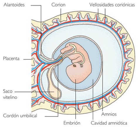 Diagrama de un embrión implantado en la decidua uterina, mostrando el amnios, corion, trofoblasto y vasos maternos.